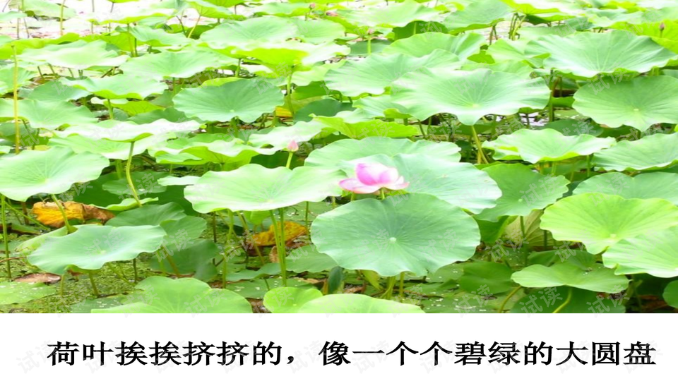 行业 互联网12荷花11/35