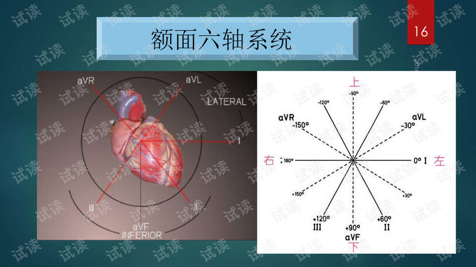 心电向量环在立体面上的投影(第一次投影)-心电图学习资料
