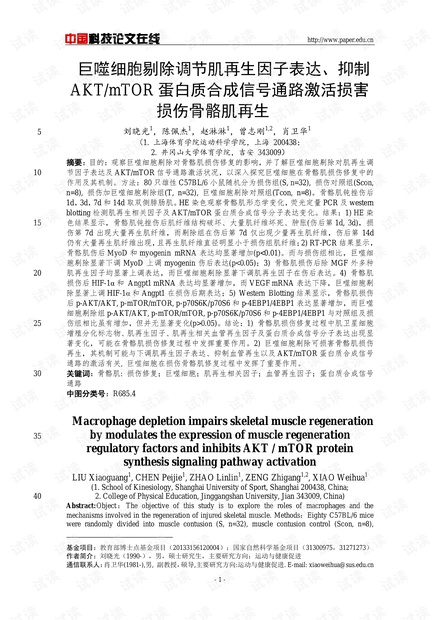 巨噬细胞剔除调节肌再生因子表达、抑制AKT/mTOR蛋白质合成信号通路激活损害损伤骨骼肌再生