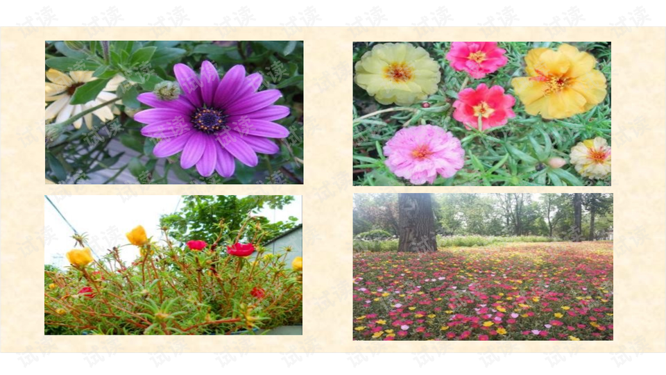 0003-515101bd041852070f078f9b8963043d_preview-wide.png