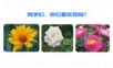 1花之歌——学习ppt课件