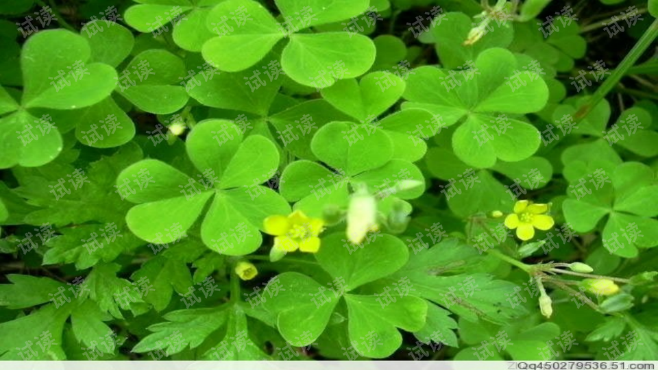 0006-2d305f75262e7dccd999d0e79a053dc7_preview-wide.png
