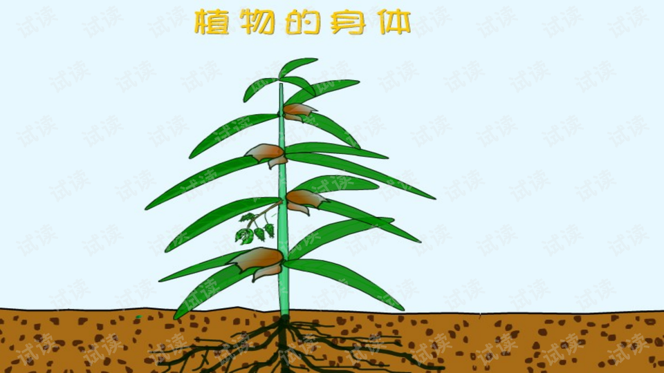 2017人教版科学三年级下册《植物的身体》ppt课件