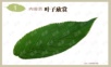 幼儿美术课件 叶子拓印画.ppt