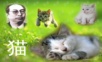 人教初中语文《猫》PPT课件 (3).ppt