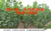 育种学课件 第六章 无性系选育、繁殖与造林2.ppt