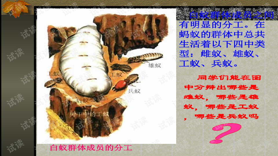 动物群体生活有-八年级生物_第5单元第2章_第三节