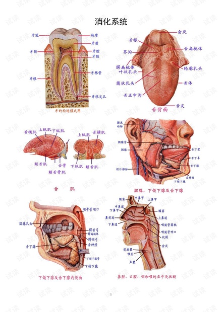 解剖学图谱。。。.pdf