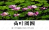 (力荐)14荷叶圆圆.ppt